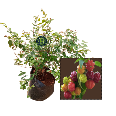 buy surinam cherry plant